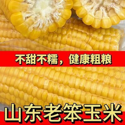 正宗笨玉米老式黄笨真空包装不甜不糯开袋即食有嚼劲非转基因