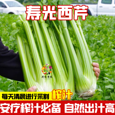 【发货很快】寿光榨汁西芹新鲜香芹去叶大颗芹菜自然成熟安尼榨汁