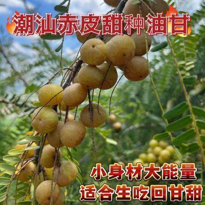 潮汕金灶赤皮油甘小个甜种油甘可生吃回甘甜 煲汤榨汁腌制余甘果