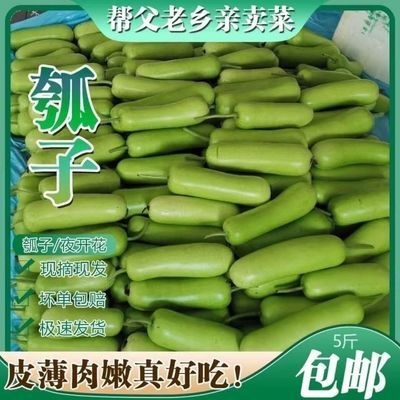 瓠子瓜新鲜蔬菜蒲瓜广东福建葫芦瓜夜开花现摘1/5斤非丝瓜黄瓜