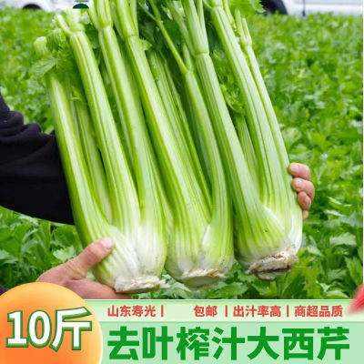 【出口品质】新鲜西芹大棵去叶芹菜榨汁生吃芹菜蔬菜汁吃播同款