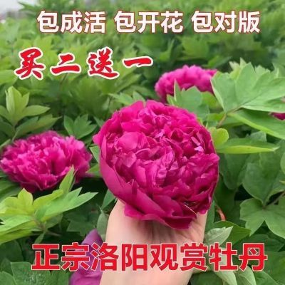 [包成活]洛阳牡丹花苗四季重瓣花卉正宗庭院观赏牡丹花盆栽大树