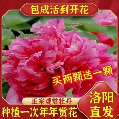 热销正品洛阳牡丹花树苗老桩带芽苞重瓣大花室内外阳台北方耐寒