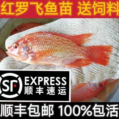 正宗豹纹红罗非鱼苗彩虹鲷红食用鱼苗鲜活红色鱼珍商用红罗非红白