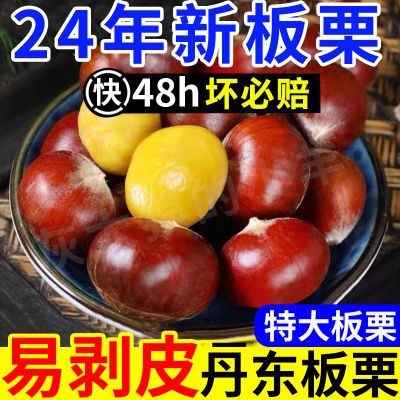 【特大6斤】现摘丹东板栗生新鲜有机生栗子糯甜油栗迁西0.5斤批发