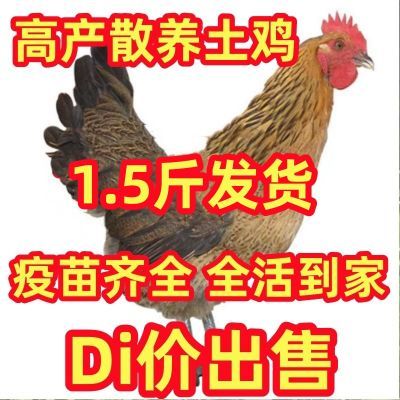 【现货】正宗散养土鸡纯种草鸡土鸡鸡苗活苗公鸡五黑鸡脱温鸡活的