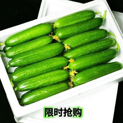 蔬菜之乡寿光水果黄瓜 头茬精品限时抢购抓紧时间嘎嘎脆