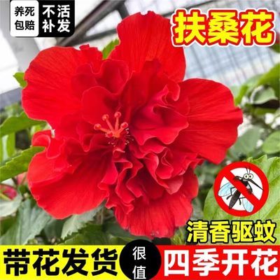 扶桑花盆栽重瓣带花苞红色朱槿室内阳台庭院四季花卉绿植木槿树苗