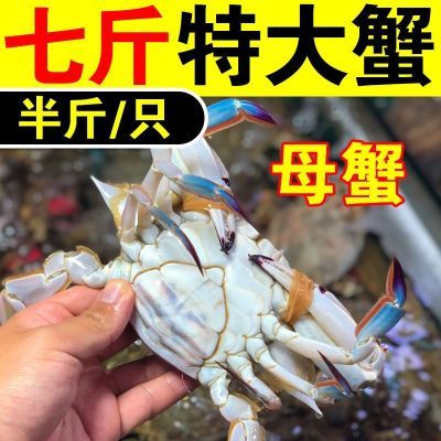 【冷链包邮】梭子蟹鲜活冷冻海螃蟹特大母梭子蟹海蟹飞蟹海鲜批发