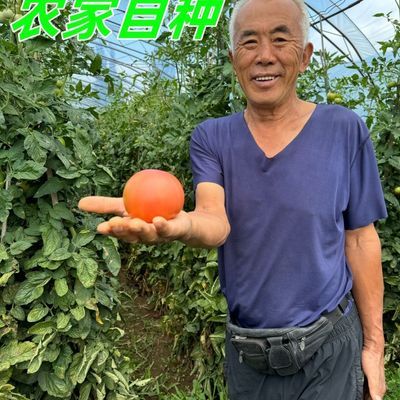 纯天然新品种沙瓤西红柿应季蔬菜番茄新鲜富有营养正宗现摘现发