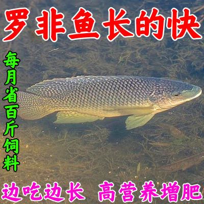 罗非鱼饲料生长素催诱食促消化淡水粮颗粒高蛋白虾蟹添加饲料浓缩