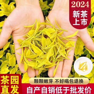 明前头采【特级浓香黄金芽新茶】正宗安吉珍稀高级白茶手工