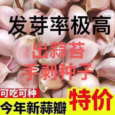 【2024年】可种植大蒜种子蒜瓣蒜米批发新干蒜大蒜蒜种出芽率高