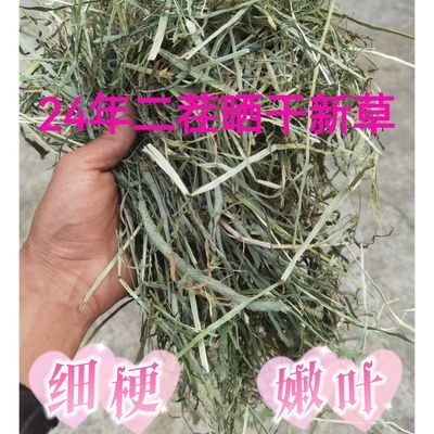 24年二茬晒干北提摩西幼年兔兔龙猫荷兰猪豚鼠磨牙草