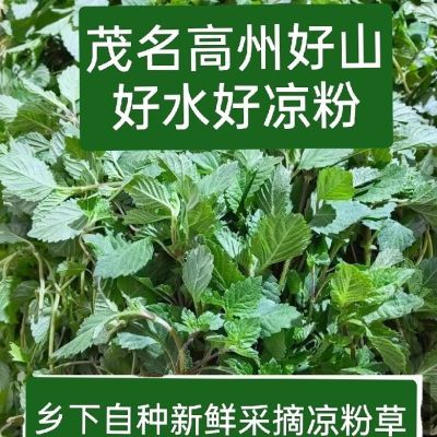 《新鲜采摘》高州凉粉草四季烧仙草摆摊专用野生盆栽地栽种苗带土