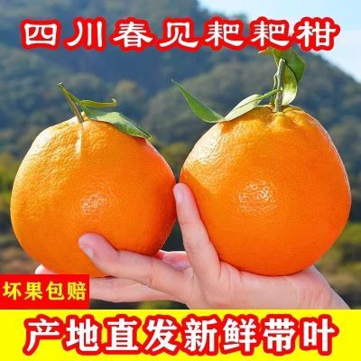 【甜蜜蜜】四川春见耙耙柑耙耙柑当季新鲜水果丑橘子超甜薄皮桔子