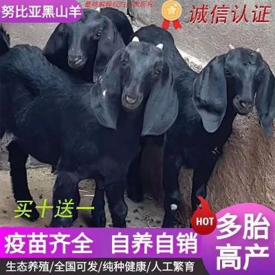 【正宗】养殖新款努比亚黑山羊羊羔活羊公羊羊崽健康母羊散养食槽