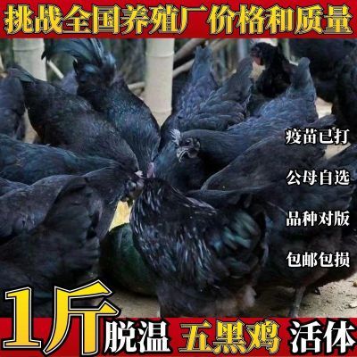 纯种一斤大种乌骨鸡活鸡一斤五黑鸡绿壳蛋黑乌鸡苗下蛋五黑鸡母鸡