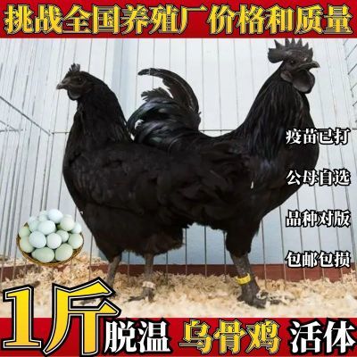 纯种一斤大种乌骨鸡活鸡一斤五黑鸡绿壳蛋黑乌鸡苗下蛋五黑鸡母鸡