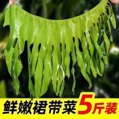 出口品质盐渍裙带菜海带苗新鲜裙带海白菜嫩海带叶火锅食材凉拌