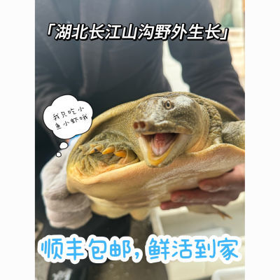 黑花黄花甲鱼湖北正宗野生老鳖食用原生态鲜活王八团鱼批发发顺丰