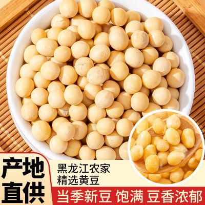 东北黑龙江专用黄豆豆芽新鲜大豆非转基因农家自种豆浆营养早餐