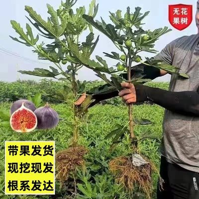 无花果树苗波姬红大果新品种耐寒耐旱盆栽地栽南北方种植当年结果【9月15日发完】