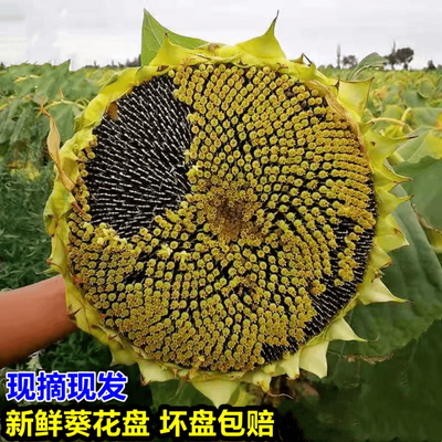 2024现摘葵花盘向日葵零食新鲜带盘葵花盘可食用新鲜葵花盘湿瓜子