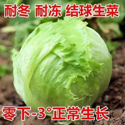 结球生菜奶油圆生菜西餐汉堡火锅用包心沙拉新鲜蔬菜圆西生菜