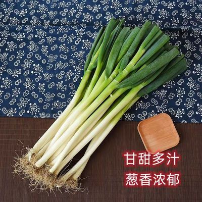 山东铁杆大葱新鲜毛葱蔬菜大葱蘸酱辛辣脆爽小葱新鲜大葱批发包邮