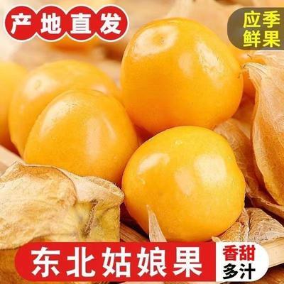 【顺丰包邮】正品东北黄金菇娘果薄皮姑娘果纯天然新鲜大果贼便宜