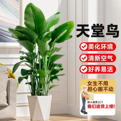 禁止焦虑天堂鸟客厅绿植盆栽大型植物办公室内落地禄植鹤望兰老桩