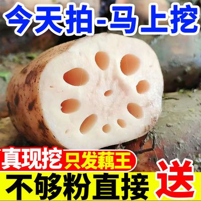 【大降价】湖北正宗新鲜莲藕现挖粉藕农家自种洪湖特产煲汤糯米藕