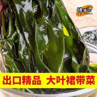 新鲜裙带菜火锅食材出口品质盐渍裙带菜凉拌海带苗海白菜嫩海带叶