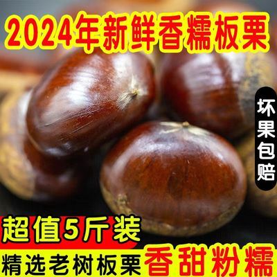 现摘丹东板栗新鲜有机板栗2024新鲜种植采摘批发价冲量处理