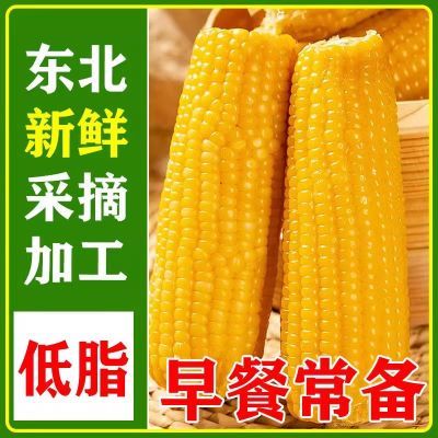 冲量】头茬东北黄糯玉米鲜食黄糯玉米棒软糯香甜真空粗粮飞转基因