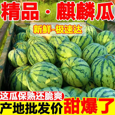 当季麒麟西瓜水果8424超甜无籽新鲜现摘现发皮薄汁甜冰糖精品美都