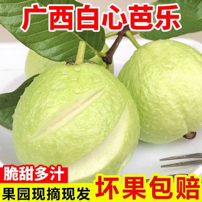正宗广西奶油白心芭乐软心软糯新鲜孕妇水果番石榴硬脆甜整箱批发