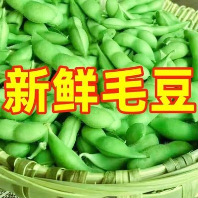 现摘新鲜毛豆豆荚生青豆鲜嫩豆角应季蔬菜当季一整箱带壳毛豆新鲜