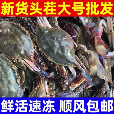 【高品质】新鲜梭子蟹鲜活速冻大号螃蟹海蟹飞蟹海鲜蟹黄整箱批发