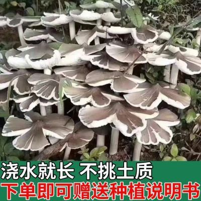 高产野生云南鸡枞菌新鲜菌种室内阳台四季种植家种人工食用菌包