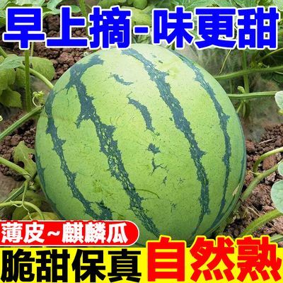 正宗8424麒麟西瓜当季新鲜水果西瓜现摘现发脆甜西瓜薄皮西瓜批发