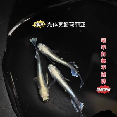 光体宽鳍玛丽亚观背青鳉鱼淡水小型观赏鱼古法缸生态缸