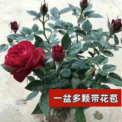 【带花苞发货】中国红月季花苗盆栽室内外阳台四季开花卉好养玫瑰