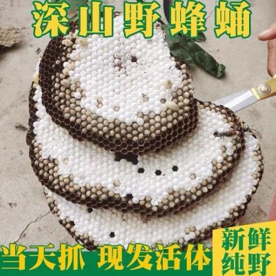 蜂蛹野生活体 马蜂蛹窝 黄蜂树蜂地蜂胡蜂虫活蜂蛹原生态新鲜冷冻