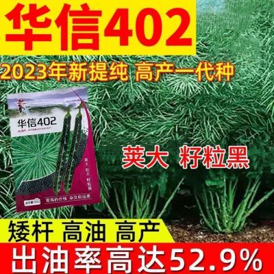 华信402正品油菜种子高产杂交超矮杆耐寒抗倒伏高出油油菜种籽