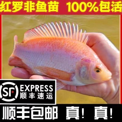 红罗非鱼苗【3/5公分】豹纹红罗飞鱼苗珍珠腊彩虹雕鱼苗淡水鱼苗