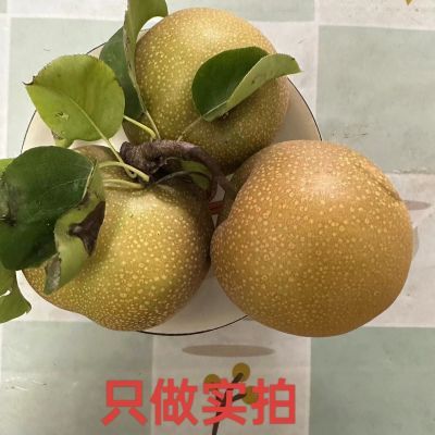 山东不套袋秋月黑梨当季应季新鲜水果整箱 脆甜无渣 带箱5斤装