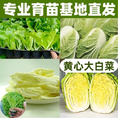 正品黄心大白菜苗秧四季小白菜种子种苗室外庭院大田种植耐寒种苗