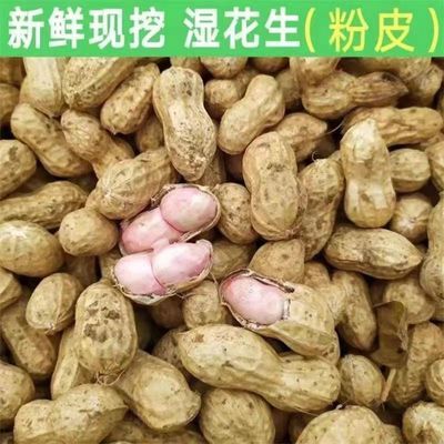 2024新鲜花生现挖花生粉皮当季带壳带泥农家批发自种粉皮大粒花生